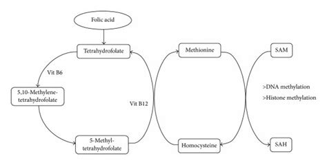 Scheme Of Methionine Pathway A Metabolic Pathway Which Represents The