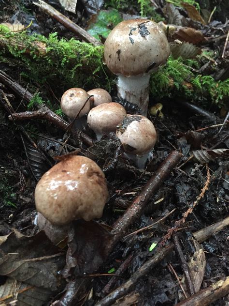 Id Request X4 Mushroom Hunting And Identification Shroomery Message