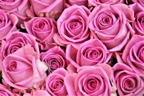 Fond Décran Rose Fleur Bourgeon Pétale Plante Terrestre Plante