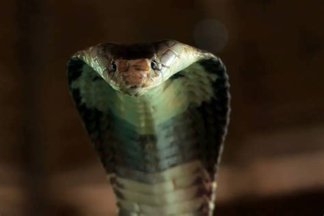 Cobra Características Alimentación Hábitat Reproducción Depredadores