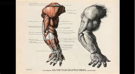 Anatomia Para Desenho Como Estudar Do Jeito Certo Ricardo Yamaguchi