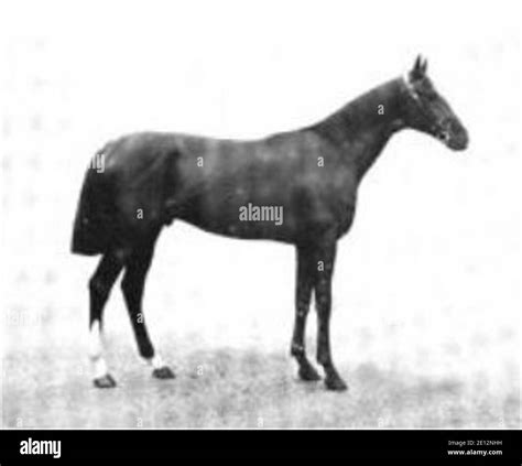 British Thoroughbred Racehorse And 1890 Epsom Derby Winner Sainfoin