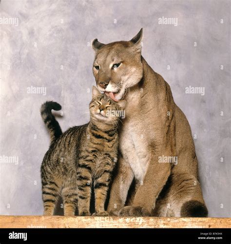 Animal Friendship Cougar Licking Head Of Tabby Domestic Cat Studio