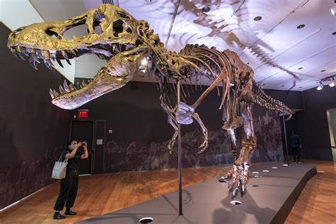 T Rex Fossil Sells For Record Breaking 318 Million Daily Sabah