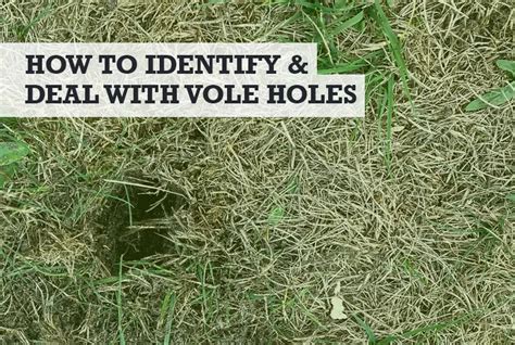 What Do Vole Holes In Yard Look Like