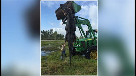 All Latest News For Free Monster Cattle Eating Alligator Is Shot In