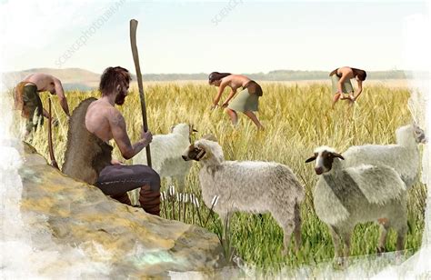 Neolithic Agriculture Illustration Stock Image C0367651 Science