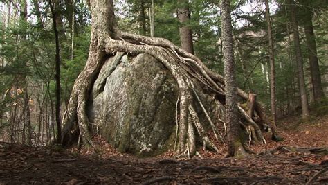 Tree Roots Grown Over Large Rock Stock Footage Video 1734697 Shutterstock