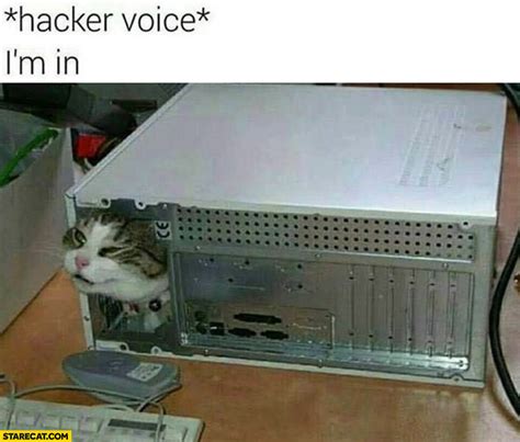 Hacker Voice Im In Cat Inside A Pc Computer