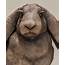Rabbit Sculpture £1045 SOLD  Nick Mackman Animal