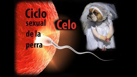 Сelo Ciclo Sexual De La Perra Youtube