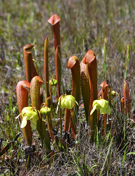 Florida Hooded Pitcher Plant Sarracenia Minor Photograph By Rd