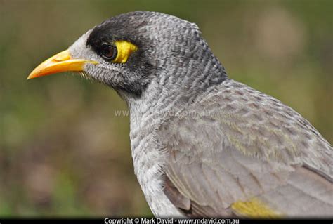 Mark David The Difference Between Noisy Miners And Indian Mynas