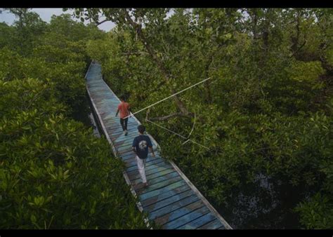 Kawasan Desa Wisata Hutan Mangrove Di Morowali Antara Foto
