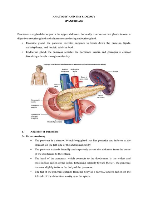 Anatomy And Physiology Pancreas Digestion