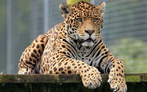 White Jaguar Animal