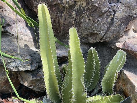 Dog Tail Cactus Care The Complete Guide From Cacti Experts