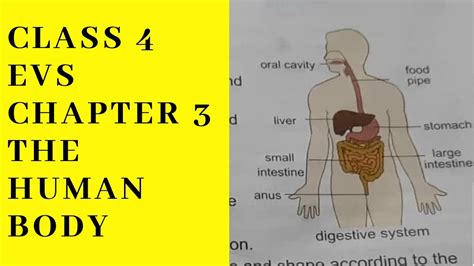 Class 4 Evs Chapter 3 The Human Body Youtube