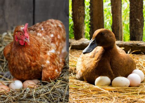Duck Eggs Vs Chicken Eggs An Eggs Traordinary Comparison