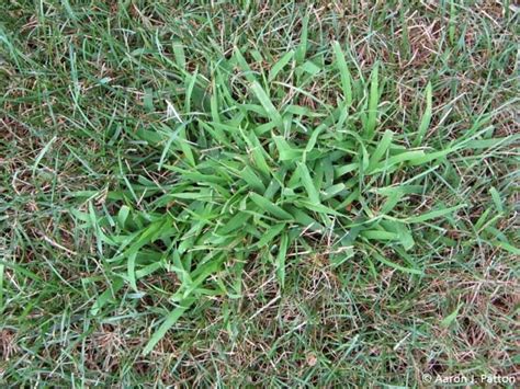 Crabgrass Pre Emergent And How To Control Crabgrass