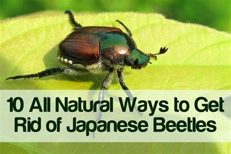 10 Ways To Get Rid Of Japanese Beetles Japanese Beetles Beetle