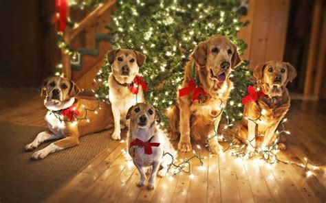 We did not find results for: Dogs and Christmas Trees - What to Watch Out For!