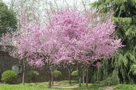 Pink Spring Cherry Trees Blossoming Trees In Spring Xi An China