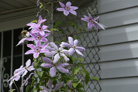 Climbing plants growing on a trellis provide a variety of landscape solutions. What Is a Fast-Growing Trellis Vine? | eHow