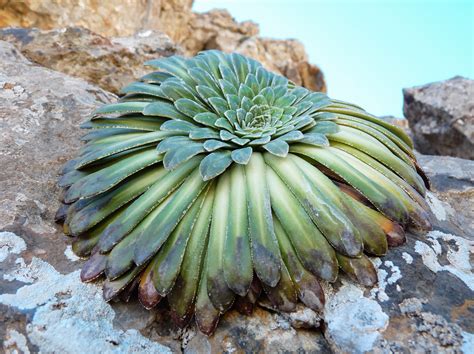 Hassan almrei, a syrian refugee who was detained in a toronto jail in october 2001. Saxifraga longifolia subsp. gausseni - Plant Biodiversity ...