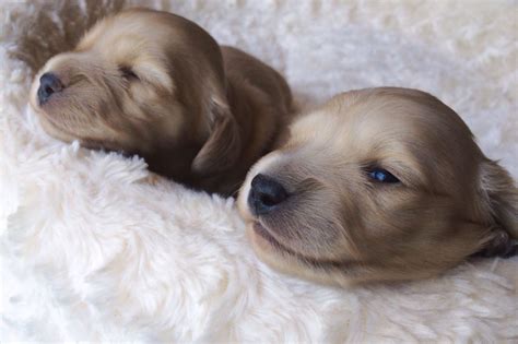 A dachshund can be a good fit for a novice owner as long as they attend obedience and puppy training classes. 2 week old English creams | Dachshund puppies for sale ...