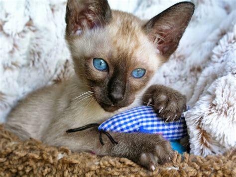Carolina Blues Cattery Siamese Kittens For Sale In Charlotte North