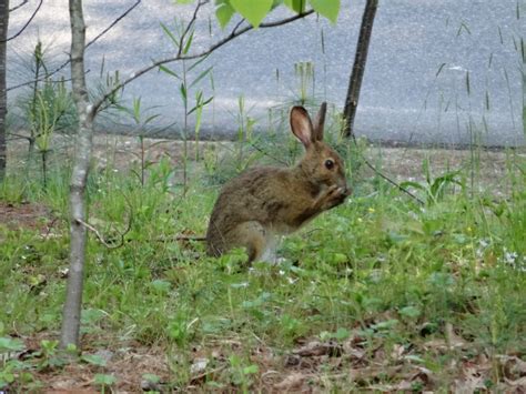 The final way to deter rabbits from a vegetable garden is with strategic planting. Keeping Groundhogs and Rabbits out of your garden | HubPages