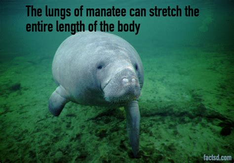 manatee facts 51 interesting facts about manatee facts 2023 daily facts daily