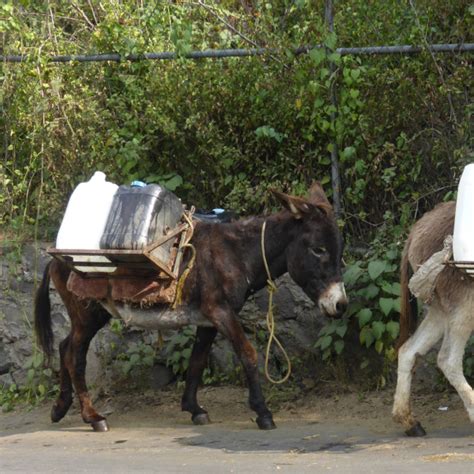 News Researching Working Animal Welfare In Mexico The Donkey Sanctuary