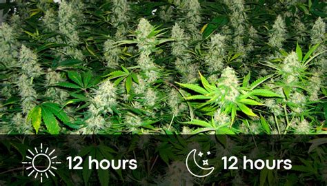 We did not find results for: Cannabis Light Schedule - Herbies
