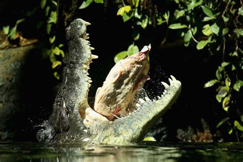 Did Crocodiles Really Eat A Pastor Who Was Trying To Walk On Water Like Jesus Faithwire