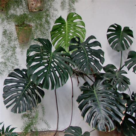 How to propagate monstera adansonii or swiss cheese vine plant? Monstera Deliciosa: Growing and Design Tips for a Tropical ...