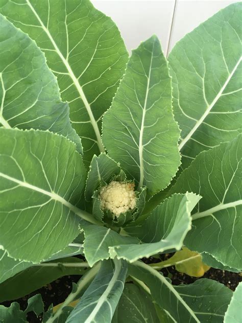 First Time Growing Cauliflower Its Finally Happening 🌾 Rgardening