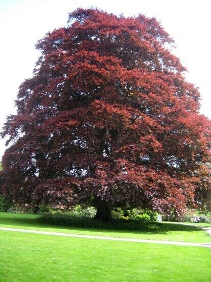 1x Copper Beech Tree 3 4ft Bare Root 100s Available In Inverurie