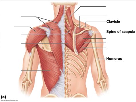 Back Shoulder Muscles Diagram Quizlet