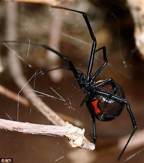Black widow spiders are widely distributed preferring the warmer regions of the world. Black Widow Spider (Latrodectus mactans). Potentially ...