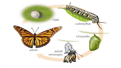 Metamorphosis Butterfly Life Cycle Images And Photos Finder