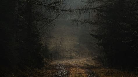 Mar 12, 2020 · original resolution: Download wallpaper 1920x1080 fog, path, branches, forest ...
