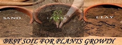 Best Soil For The Plants Growth Plants Plant Growth Soil