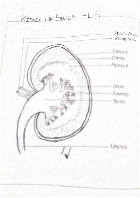 Solution Kidney Of Sheep Diagram Studypool