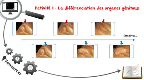 Thème 3 Activité 1 Différenciation Des Organes Génitaux By Thomas