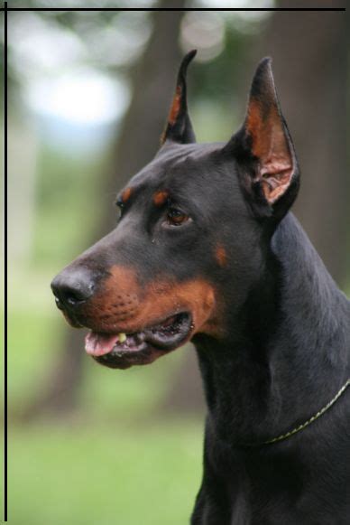 Awesome Ears Doberman Forum Doberman Breed Dog Forums