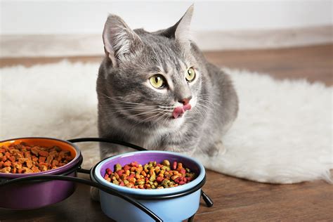 So, if ingested in large quantities, holes may be formed in the small intestine wall, and harmful substances will remain in the body. Cat nutrition explained by new Pet Food Institute resource ...
