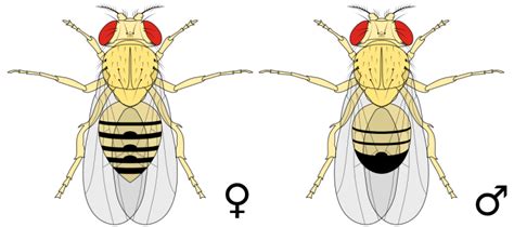 difference between male and female drosophila melanogaster compare the difference between