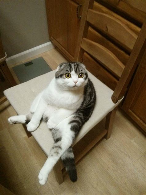 Some Cats Comfortably Sit In Hilariously Weird Positions